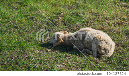 A young lamb sleeps in a meadow, an eco farm, raising animals in a farm. Ramadan 104127824
