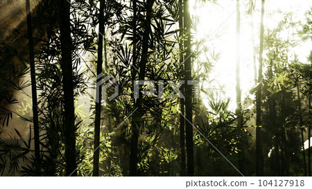 bamboo forest showing off its greenness bamboo forest showing off its greenness 104127918