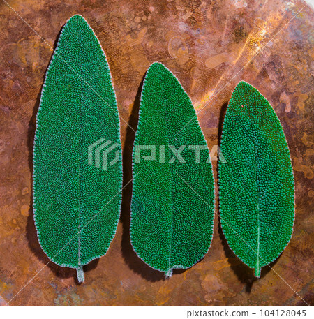 Three sage leaves on a copper tray in natural sunlight, leaf texture close-up and top view, idea for a background about useful ingredients and medicine Three sage leaves on a copper tray in natural sunlight, leaf texture close-up and top view, idea for a background about useful ingredients and medicine 104128045