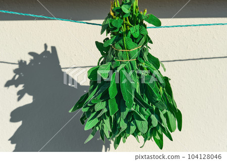 Bunch of fresh sage in natural sunlight drying, idea for a background about useful ingredients and medicine Bunch of fresh sage in natural sunlight drying, idea for a background about useful ingredients and medicine 104128046