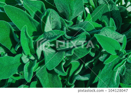 Top view of bunch of fresh sage in natural sunlight, idea for leaf texture background or wallpaper Top view of bunch of fresh sage in natural sunlight, idea for leaf texture background or wallpaper 104128047