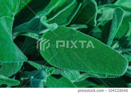 Sage leaves, close up on bunch of fresh sage, idea for leaf texture background or wallpaper Sage leaves, close up on bunch of fresh sage, idea for leaf texture background or wallpaper 104128048