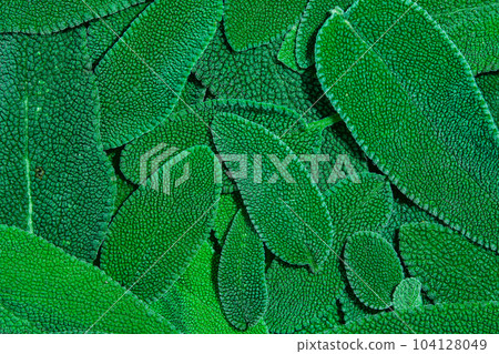Closeup of sage leaves, top view on abstract leaf texture background, idea for background or wallpaper 104128049