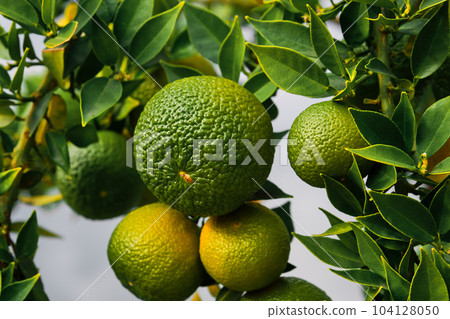 Green tangerines sing on a tree in the garden, ripening citrus fruits in a farm, selective focus on fruits, juicy fruits, product advertising 104128050