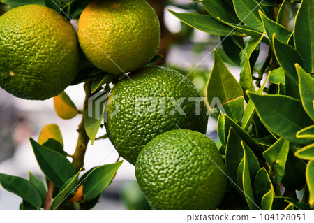Tangerines on a tree in the garden, ripening citrus fruits in the farm, selective focus on the fruits Tangerines on a tree in the garden, ripening citrus fruits in the farm, selective focus on the fruits 104128051