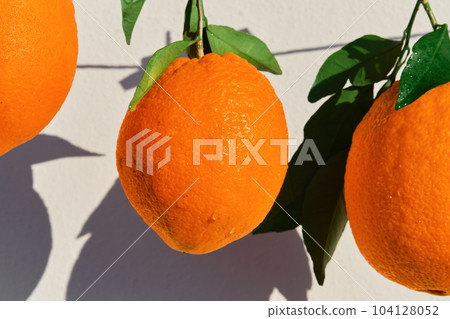 Beautiful juicy oranges close-up, freshly picked citrus fruits in water drops in bright sunlight, selective focus, ripe citrus fruits for breakfast and juicing Beautiful juicy oranges close-up, freshly picked citrus fruits in water drops in bright sunlight, selective focus, ripe citrus fruits for breakfast and juicing 104128052