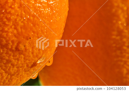 Oranges close-up in dew drops in bright sunlight, selective focus, ripe citrus fruits for breakfast and juicing Oranges close-up in dew drops in bright sunlight, selective focus, ripe citrus fruits for breakfast and juicing 104128053