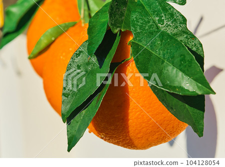 Beautiful juicy oranges close-up, freshly picked citrus fruits in water drops in bright sunlight, selective focus, ripe citrus fruits for breakfast and juicing Beautiful juicy oranges close-up, freshly picked citrus fruits in water drops in bright sunlight, selective focus, ripe citrus fruits for breakfast and juicing 104128054