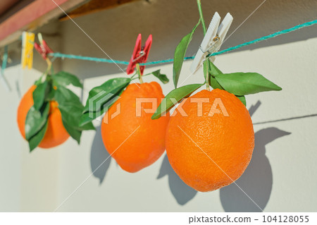 Oranges with leaves on a clothesline, close-up, harvesting citrus fruits in bright sunlight, selective focus, ripe citrus fruits for breakfast and juicing 104128055