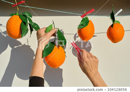 Ripe oranges. Girl's hands fasten oranges with clothespins on a rope, close-up, harvesting citrus fruits in bright sunlight, selective focus, ripe citrus fruits for breakfast and juicing Ripe oranges. Girl's hands fasten oranges with clothespins on a rope, close-up, harvesting citrus fruits in bright sunlight, selective focus, ripe citrus fruits for breakfast and juicing 104128056