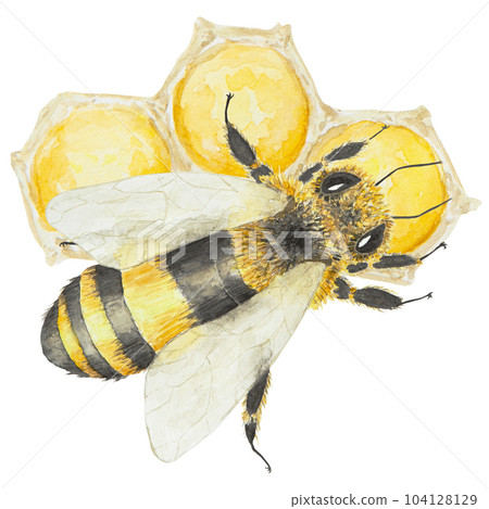 Watercolor hand drawn bee isolated on white background Watercolor hand drawn bee isolated on white background 104128129