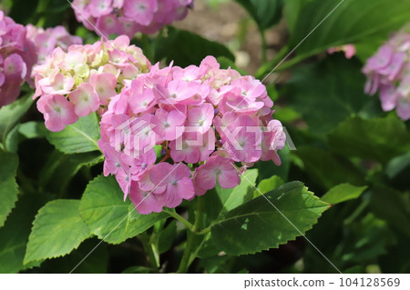 Pink hydrangea flowers blooming in the park in early summer Pink hydrangea flowers blooming in the park in early summer 104128569