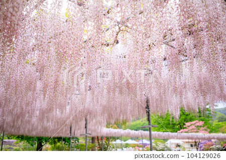 Wisteria at Ashikaga Flower Park (Ashikaga City, Tochigi Prefecture) 104129026