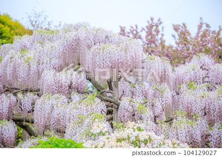 Wisteria at Ashikaga Flower Park (Ashikaga City, Tochigi Prefecture) 104129027