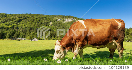 Brown and White Dairy Cow on a Mountain Green Pasture Brown and White Dairy Cow on a Mountain Green Pasture 104129189