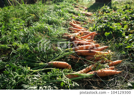 Harvesting carrots in the garden on late summer weekend. Organic farm food harvest concept. Fresh vegetables. 104129300