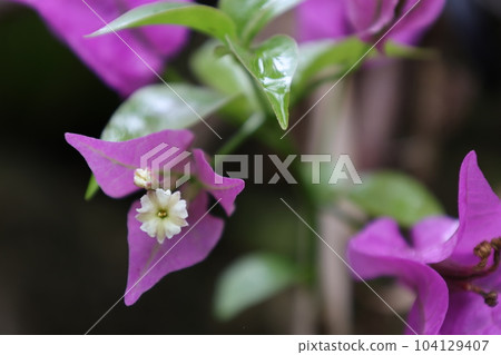 紫色的九重葛葉和白花 紫色的九重葛葉和白花 104129407