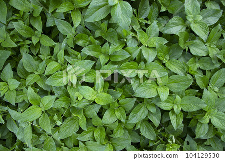 Natural view The textured background of the Plant's green leaf 104129530