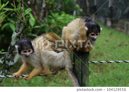Parent and child squirrel monkeys on a rope 104129558