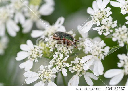 金銀花從花中吸食花蜜 104129587