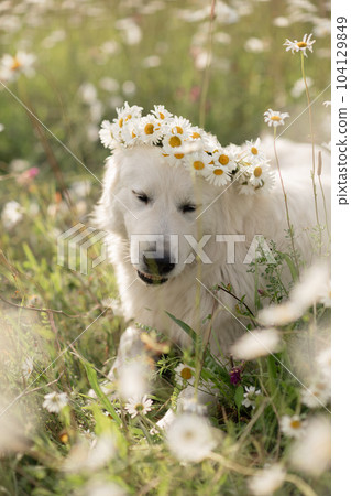 Daisies Maremma Sheepdog in a wreath of daisies sits on a green lawn with wild flowers daisies, walks a pet. Cute photo with a dog in a wreath of daisies. 104129849
