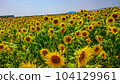 Sunflower field leading to the horizon 104129961