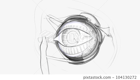 The conjunctiva is a thin membrane that covers the inner surface of the eyelid and the white part of the eyeball 104130272