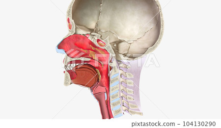 Upper respiratory infections (URIs) are common conditions caused by a viral infection of the respiratory tissue. 104130290
