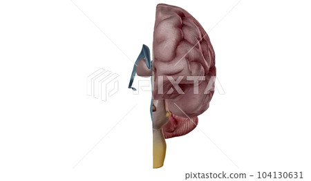 Thalamus is an egg shaped structure in the middle of your brain. 104130631