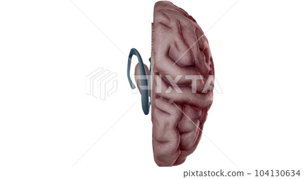 Thalamus is an egg shaped structure in the middle of your brain. 104130634