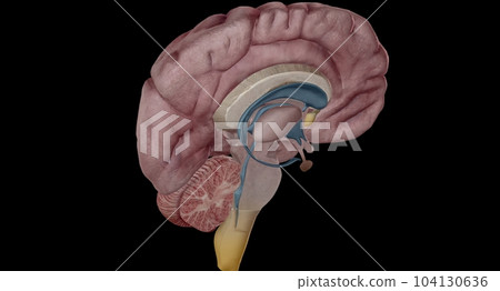 Thalamus is an egg shaped structure in the middle of your brain. 104130636