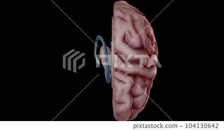 Thalamus is an egg shaped structure in the middle of your brain. Thalamus is an egg shaped structure in the middle of your brain. 104130642