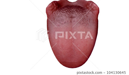 The tongue is a muscular organ located in the mouth. 104130645