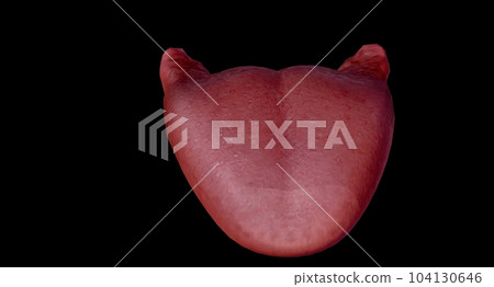 The tongue is a muscular organ located in the mouth. 104130646
