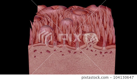 Human tongue cross section showing its different anatomical ps. 104130647