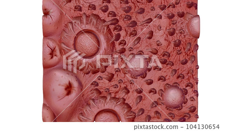Human tongue cross section showing its different anatomical ps. 104130654