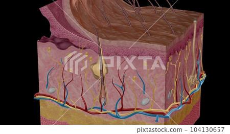 Tactile receptors transmit information about tactile stimuli to the central nervous system. Tactile receptors transmit information about tactile stimuli to the central nervous system. 104130657