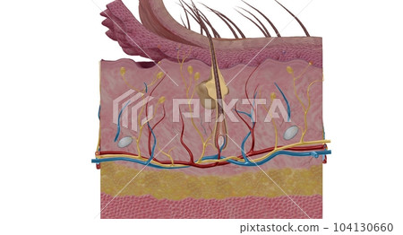 Tactile receptors transmit information about tactile stimuli to the central nervous system. Tactile receptors transmit information about tactile stimuli to the central nervous system. 104130660