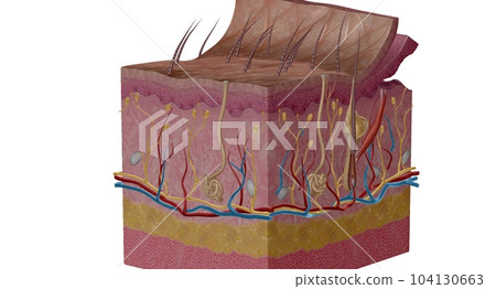 Tactile receptors transmit information about tactile stimuli to the central nervous system. Tactile receptors transmit information about tactile stimuli to the central nervous system. 104130663