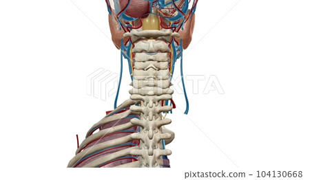 The vagus nerve is the tenth cranial nerve and is the longest mixed cranial nerve. The vagus nerve is the tenth cranial nerve and is the longest mixed cranial nerve. 104130668