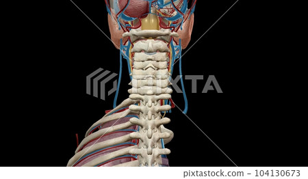 The vagus nerve is the tenth cranial nerve and is the longest mixed cranial nerve. The vagus nerve is the tenth cranial nerve and is the longest mixed cranial nerve. 104130673