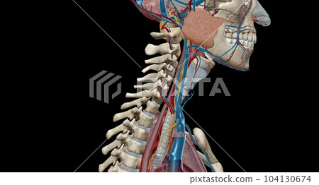 The vagus nerve is the tenth cranial nerve and is the longest mixed cranial nerve. The vagus nerve is the tenth cranial nerve and is the longest mixed cranial nerve. 104130674