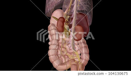 Your autonomic nervous system manages the digestion process from your small intestine to your colon. Your autonomic nervous system manages the digestion process from your small intestine to your colon. 104130675