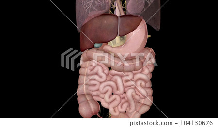 Your autonomic nervous system manages the digestion process from your small intestine to your colon. 104130676