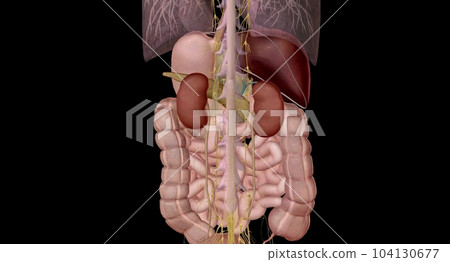 Your autonomic nervous system manages the digestion process from your small intestine to your colon. 104130677