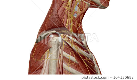 The brachial plexus is the network of nerves that sends signals from the spinal cord to the shoulder, arm and hand. The brachial plexus is the network of nerves that sends signals from the spinal cord to the shoulder, arm and hand. 104130692