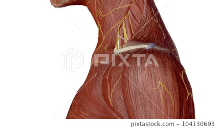 The brachial plexus is the network of nerves that sends signals from the spinal cord to the shoulder, arm and hand. The brachial plexus is the network of nerves that sends signals from the spinal cord to the shoulder, arm and hand. 104130693