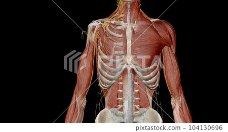 The brachial plexus is the network of nerves that sends signals from the spinal cord to the shoulder, arm and hand. The brachial plexus is the network of nerves that sends signals from the spinal cord to the shoulder, arm and hand. 104130696
