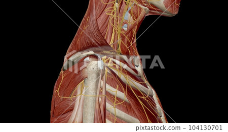 The brachial plexus is the network of nerves that sends signals from the spinal cord to the shoulder, arm and hand. 104130701