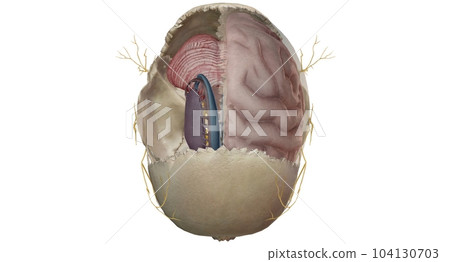 Cross section of the brain inside the skull 104130703